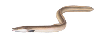 DAFV-Europaischer_Aal-Anguilla_anguilla